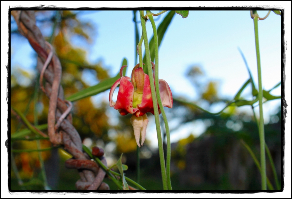 "Florcitas de Hierro" de Maricel Emilia