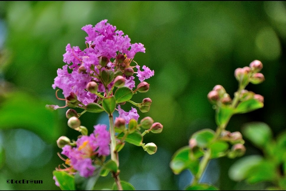 "flores" de Juan Jos Braun