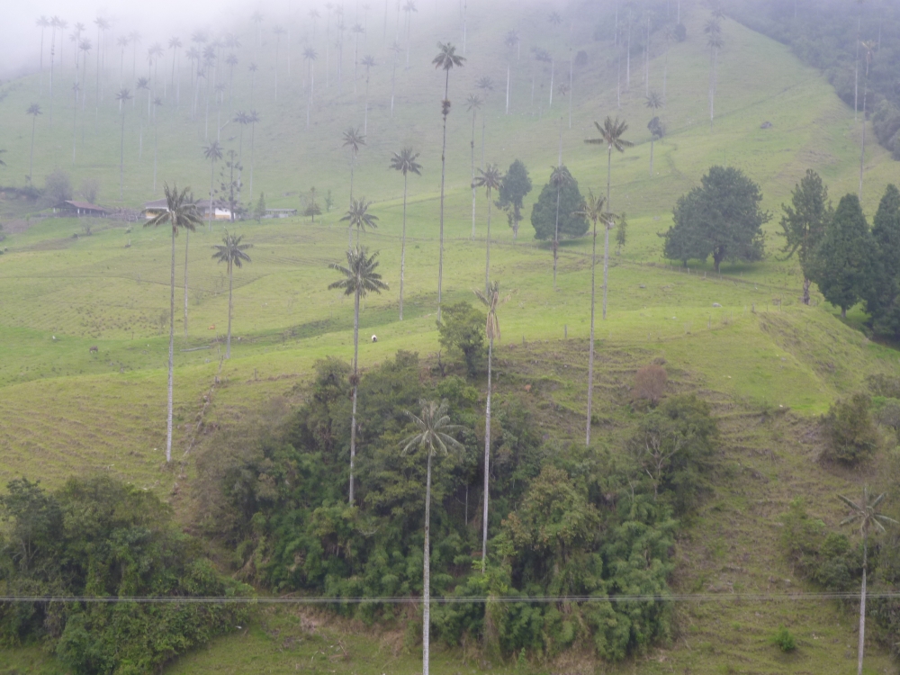 "PARQUE DEL COCORA QUINDIO,PALMAS DE CERA" de Ines Edilia Villegas Loaiza