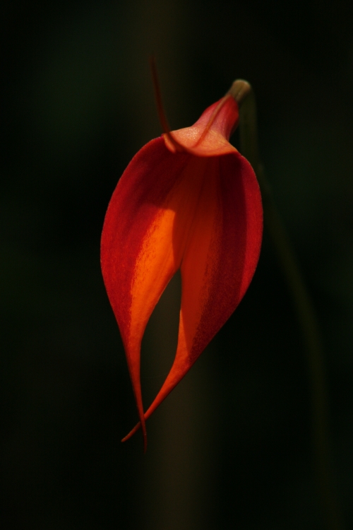 "Orquidea" de Paula Maniglia