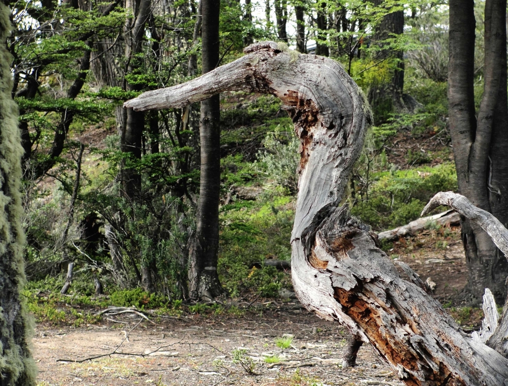 "`Como un pajaro `" de Ricardo Lagrange