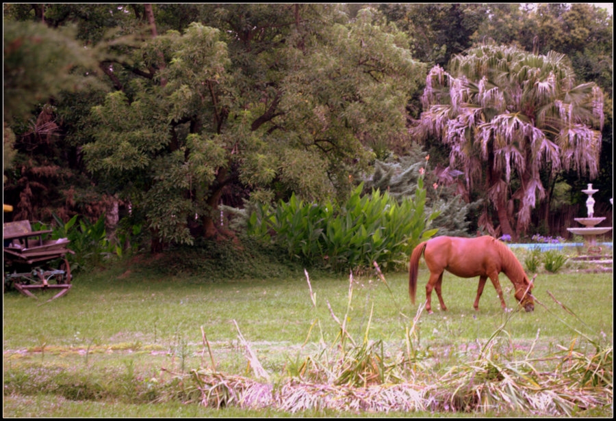 "A Puro Campo" de Andres Mancuso