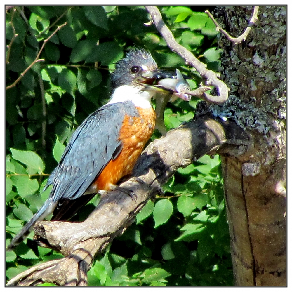 "Martn Pescador (Alcedo atthis)" de Isidro Solrzano