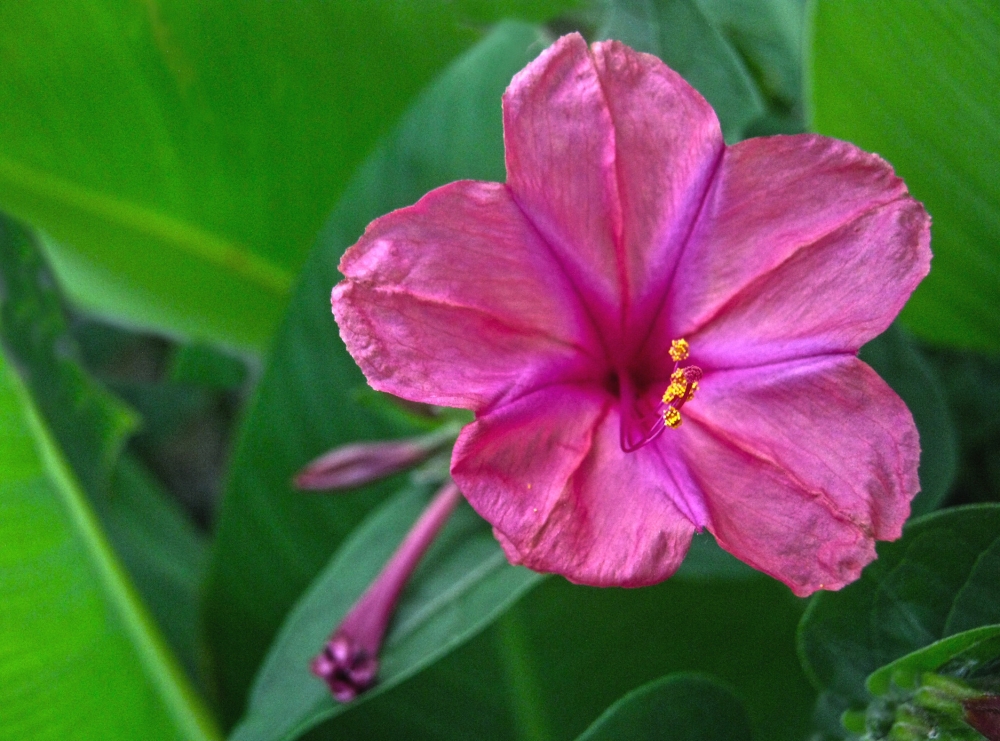 "Floreciendo" de Mara Griselda Garca Cuerva