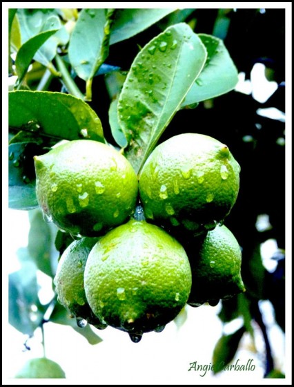 "Lemon Tree" de Angeles Carballo