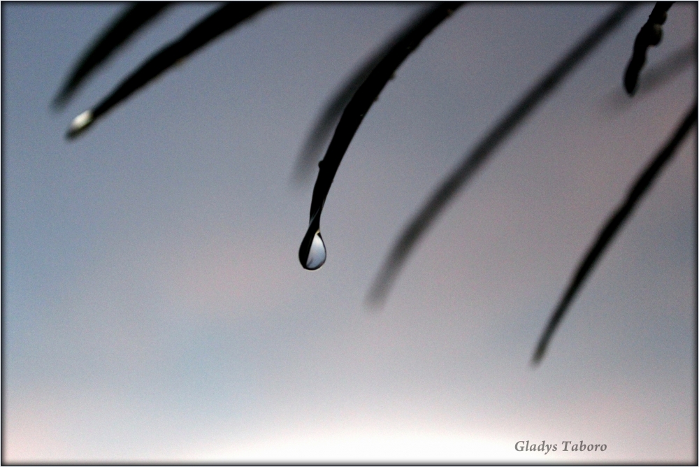 "La ltima gota" de Gladys Taboro