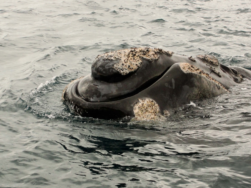 "Ballena Franca Austral`" de Ricardo Lagrange