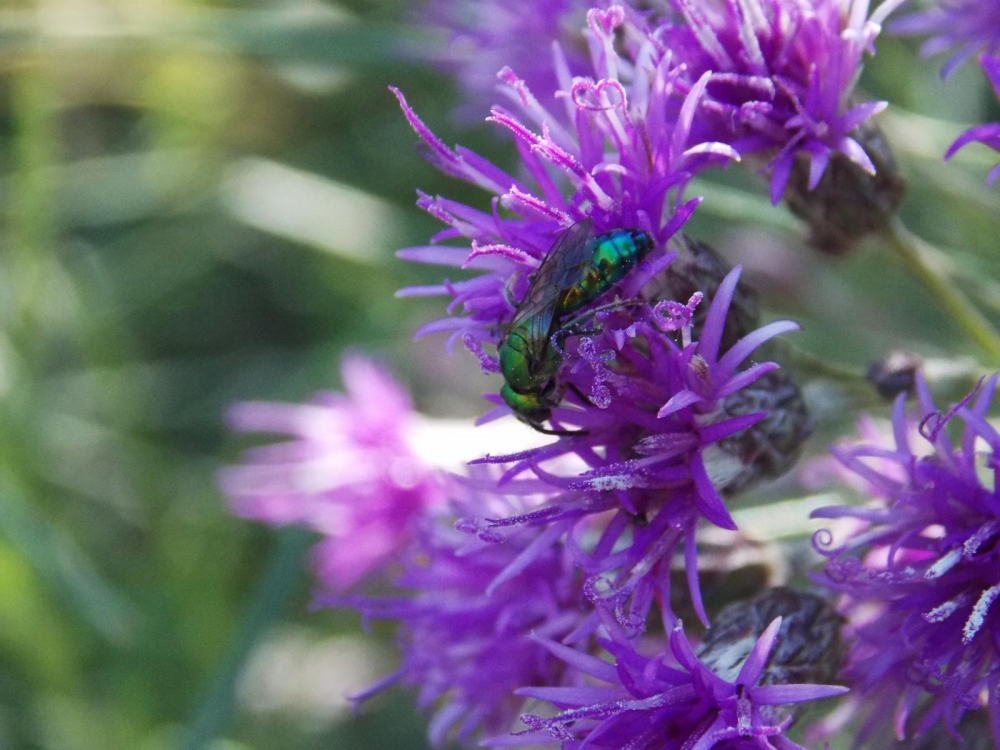 "purpura green" de Facundo Ramos