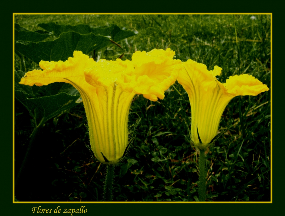 "Flores de zapallo" de Alejandra Di Sipio