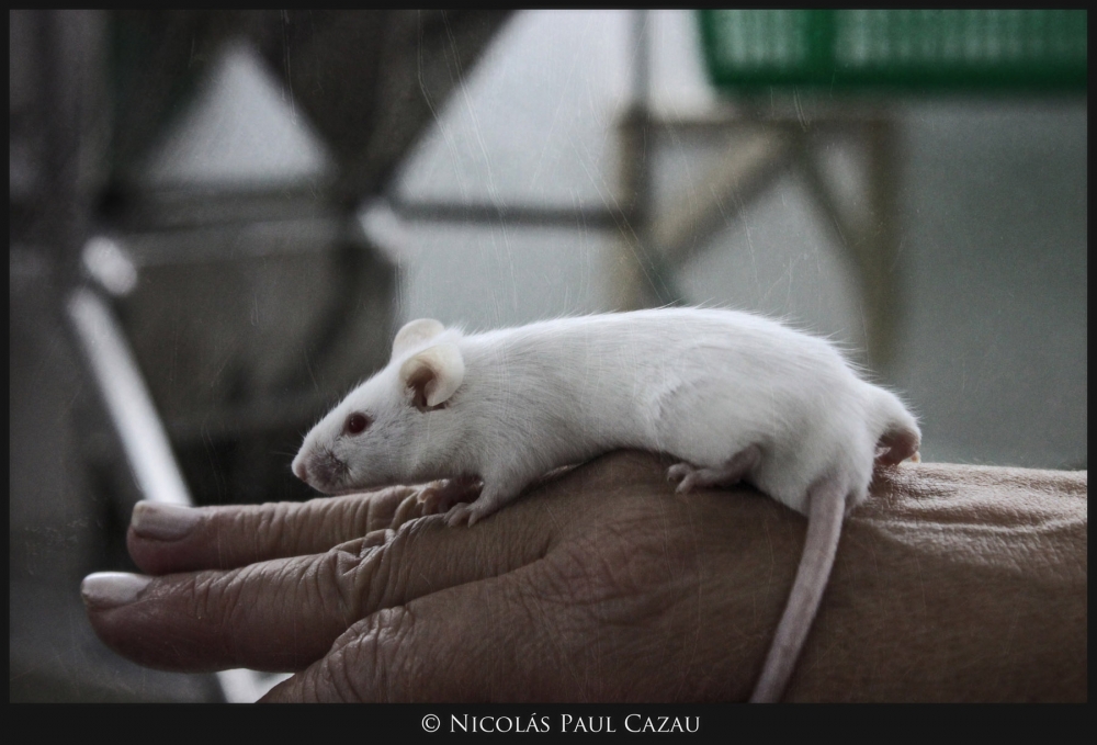 "Que Sera, Sera..." de Nicolas Paul Cazau