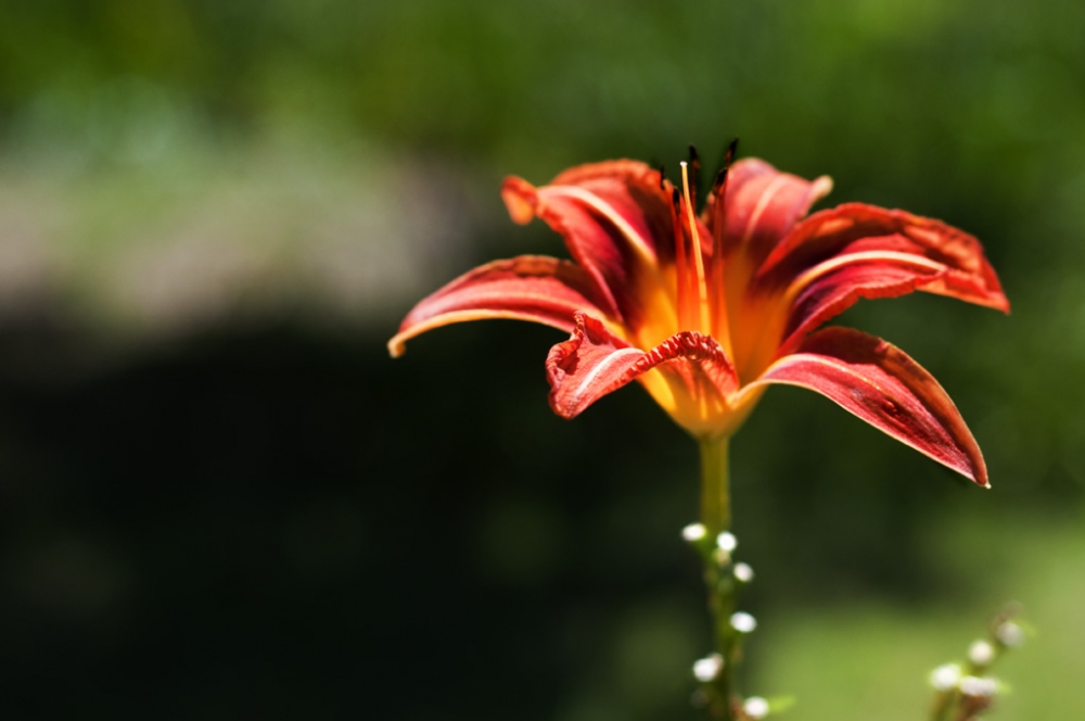 "Solo una flor mas" de Sergio Marcelo Redondo