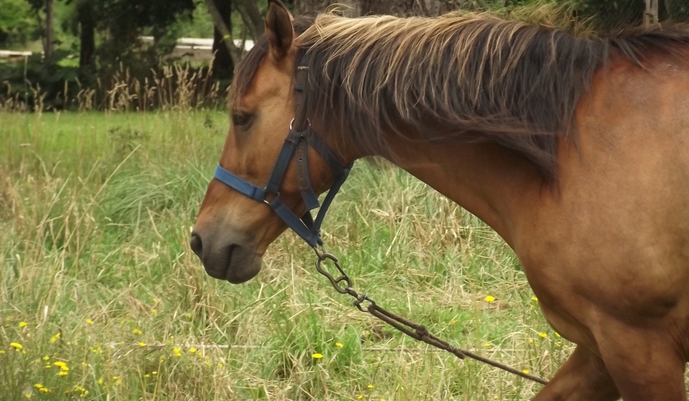 "caballo!!" de Carlos Salto