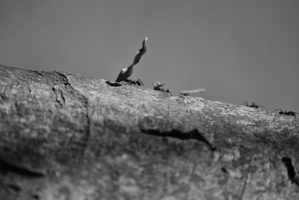 "`Llegando a la cima`" de Rosa Andrada