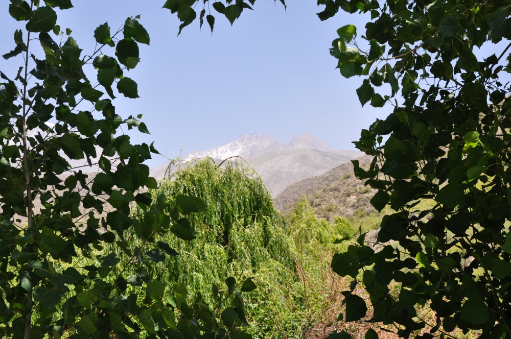 "entre alamos, sauces y la cordillera de los Andes" de Jose Alberto Vicente