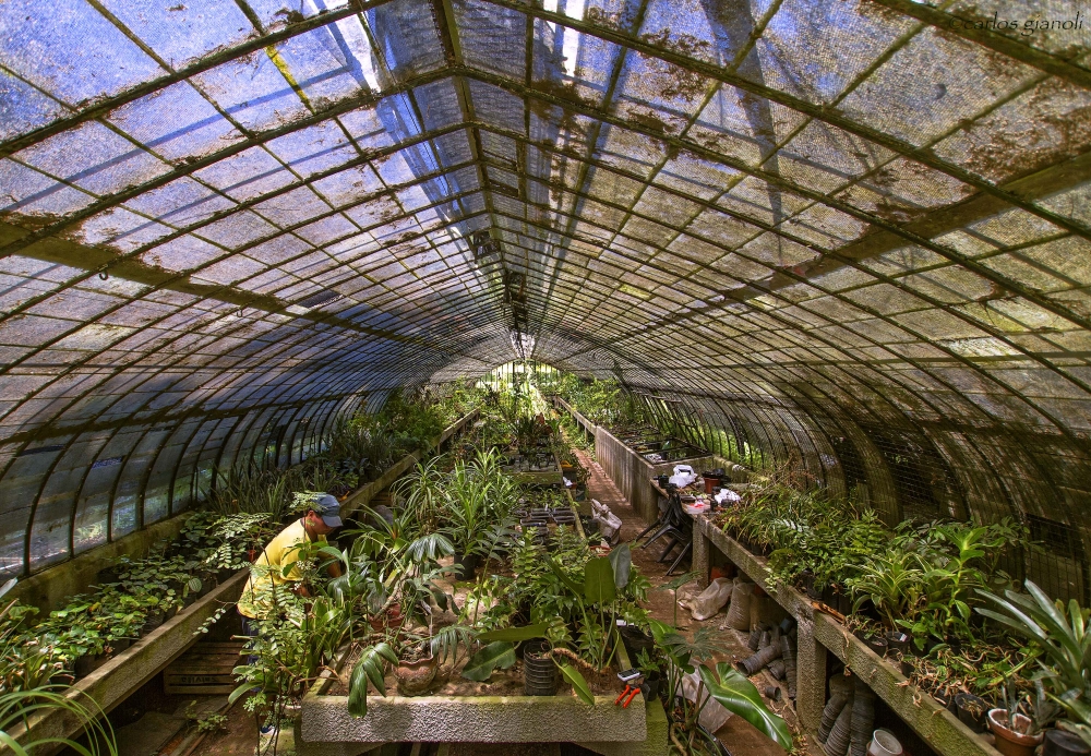 "Vivero (Jardn Botnico)" de Carlos Gianoli