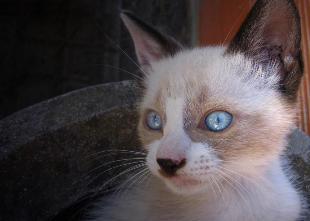 "Mirada atenta" de Mara Griselda Garca Cuerva