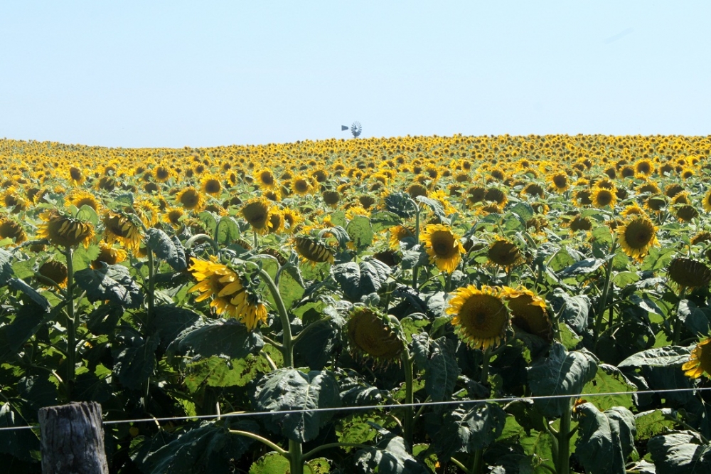 "Girasoles de papel." de Roberto Velazquez