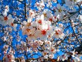 los almendros ya estan en flor (serra)valencia