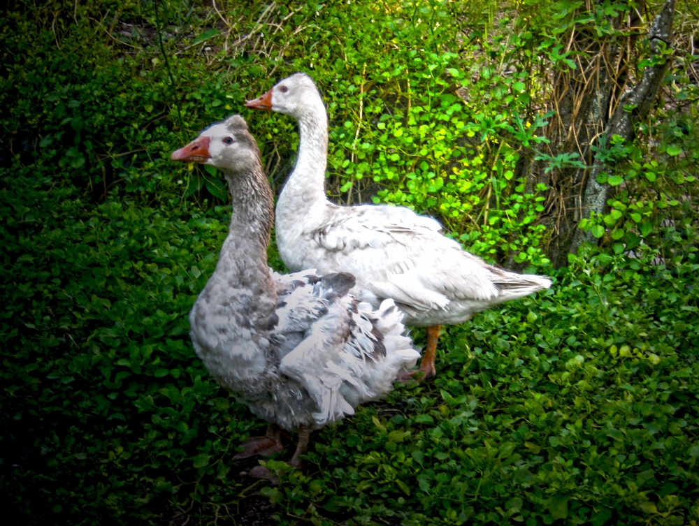 "La pareja" de Mara Griselda Garca Cuerva