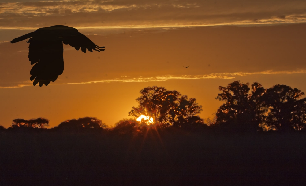 "vuelo al ocaso" de Edith Polverini