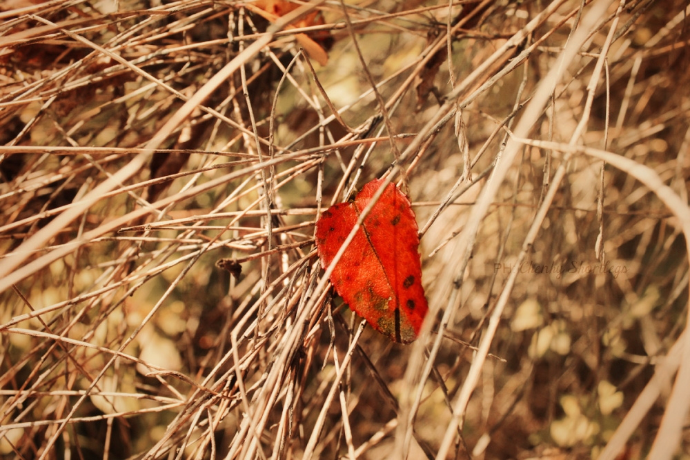 "Hoja roja!" de Yenhy Flores