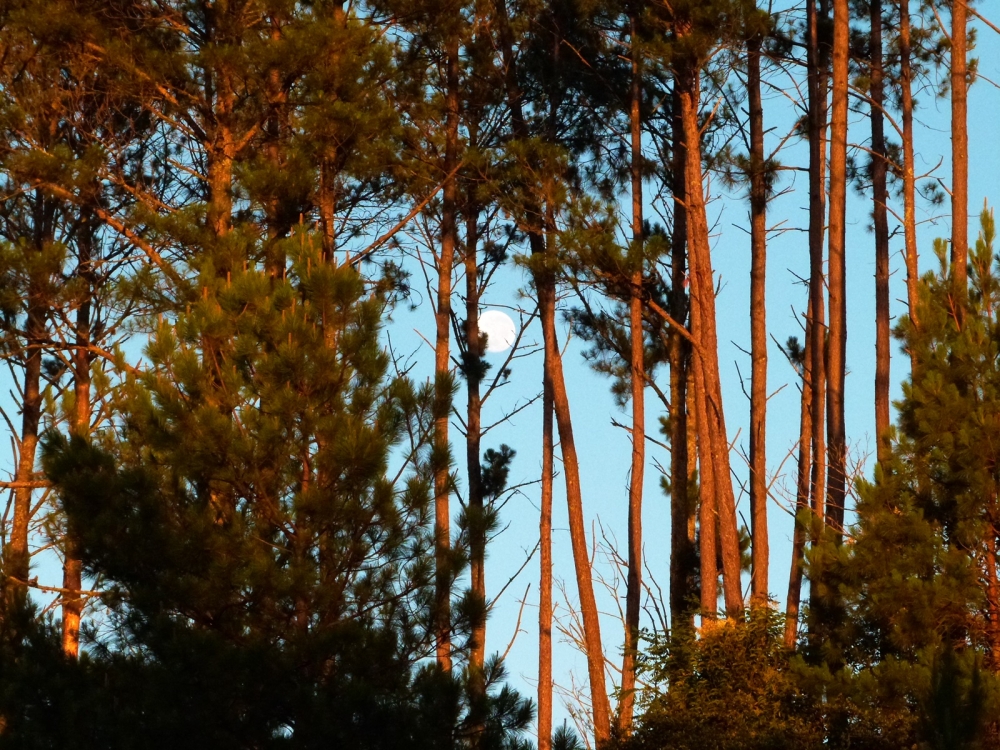 "Luna al amanecer" de Lidia Noemi Olivera