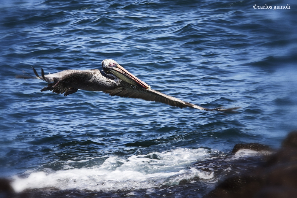 "Pelicano en vuelo" de Carlos Gianoli