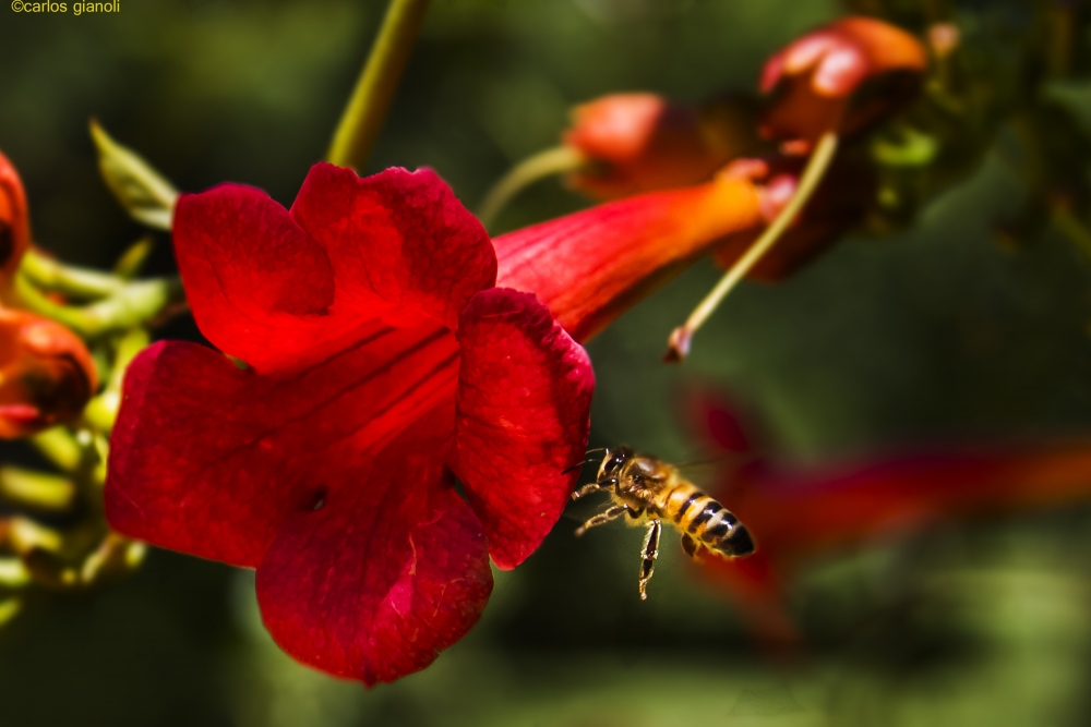 "Abeja y flor roja" de Carlos Gianoli