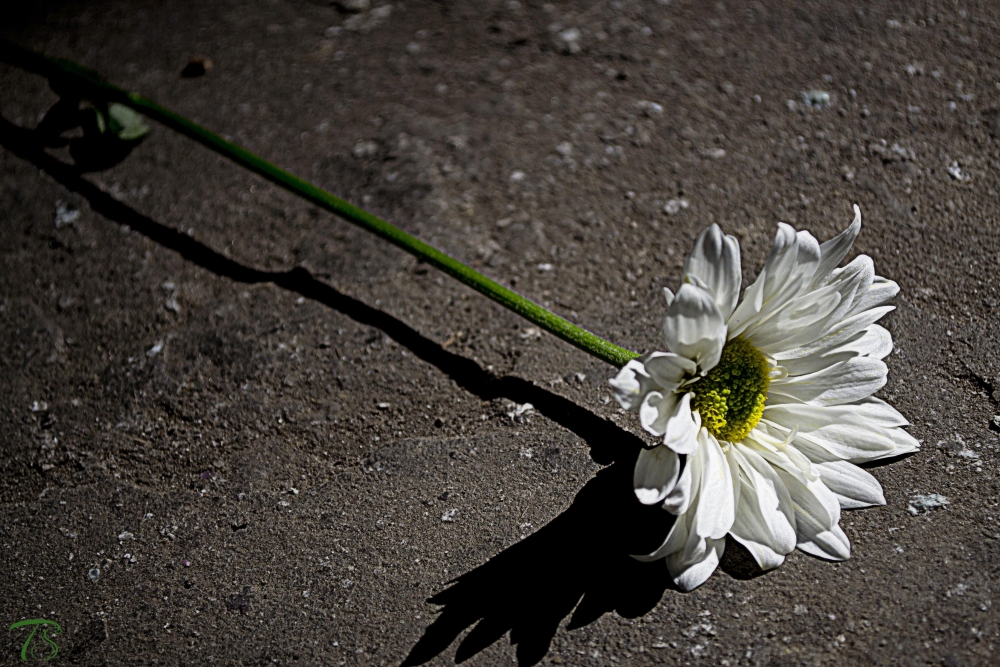 "Soledad blanca" de Guillermo Toso Stolbizer