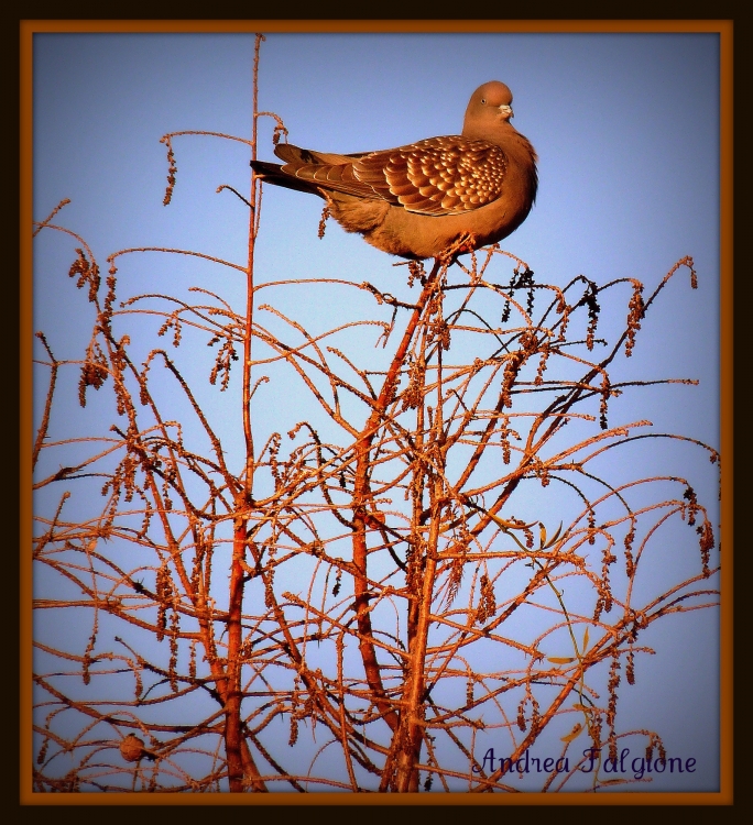 "Buen equilibrio" de Andrea Falgione