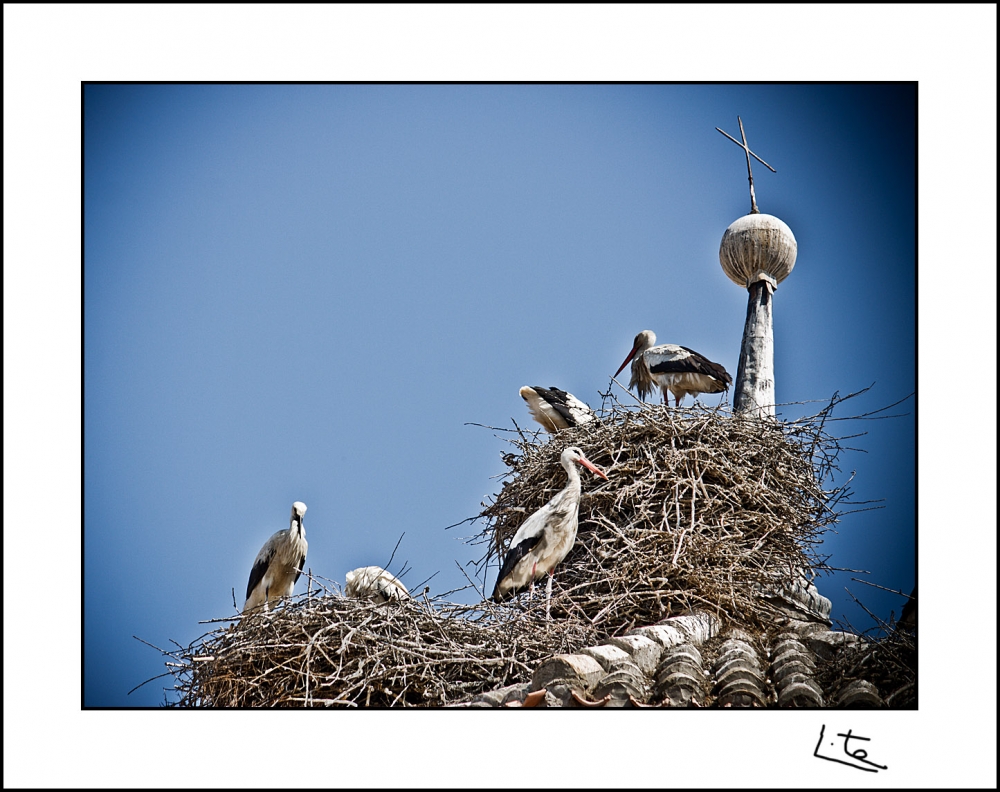 "BaBys AirLines" de Angel Triana