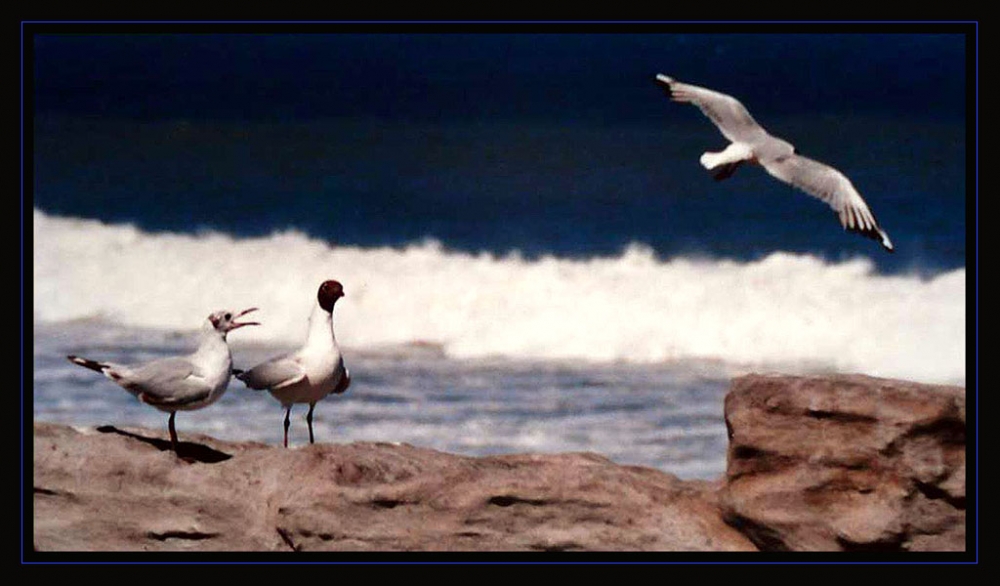 "A pleno Vuelo" de Mascarenhas Cmara. Juan de Brito