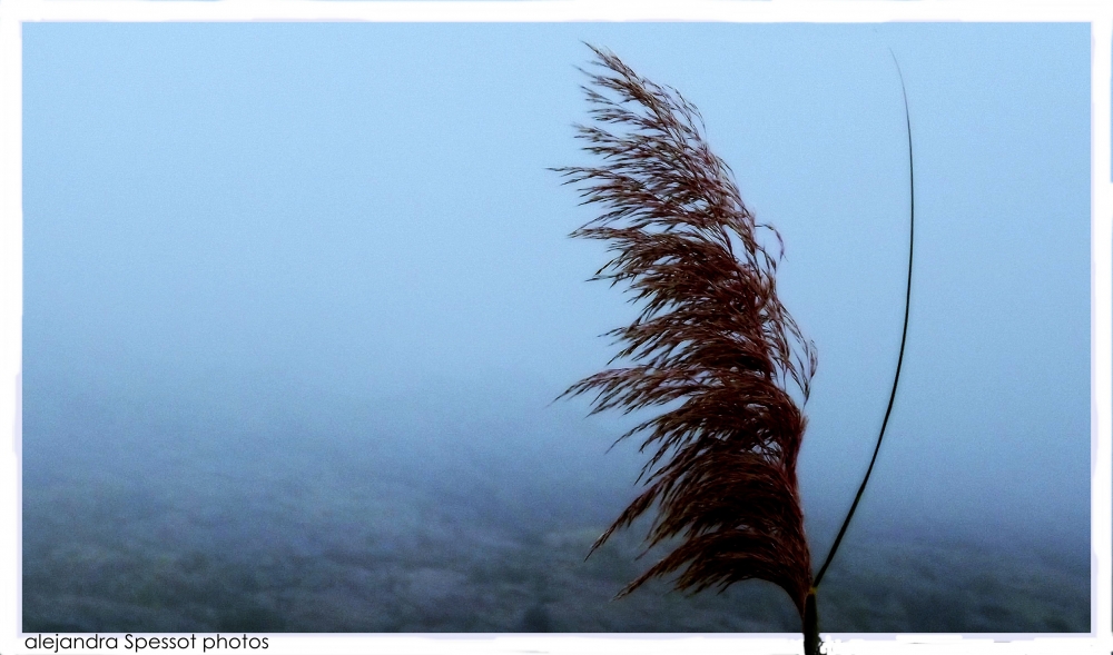 "Entre el viento y las nubes ..." de Alejandra Spessot