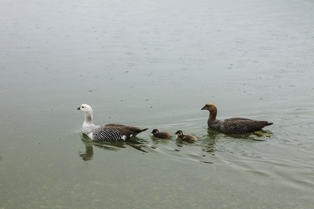 "Familia" de Claudio Jord