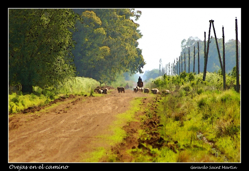 "Ovejas en el camino" de Gerardo Saint Martn