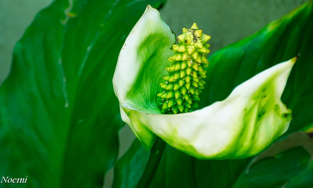 "Flor en tono de verde" de Lidia Noemi Olivera