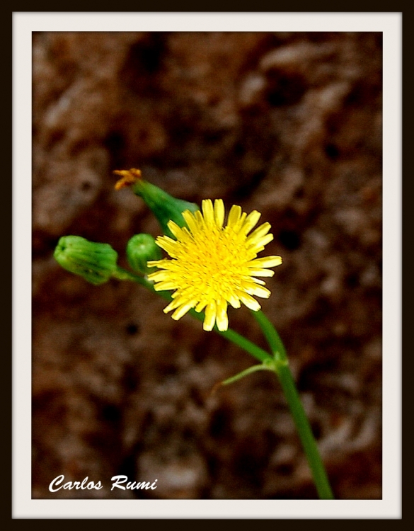 "flor amarilla" de Carlos Domingo Rumi