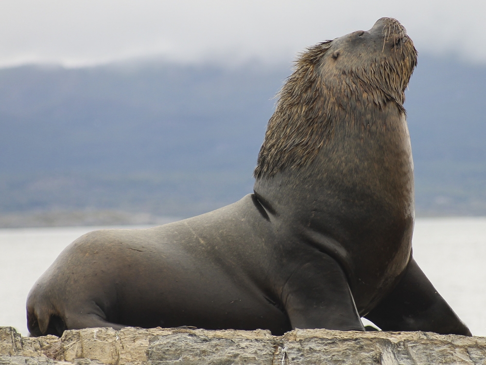 "Lobo de mar" de Claudio Jord