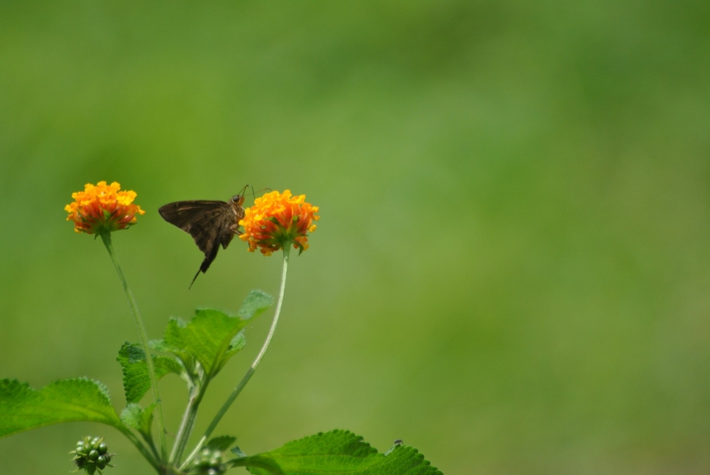 "Mariposa" de Guillermo Abarca Barboza