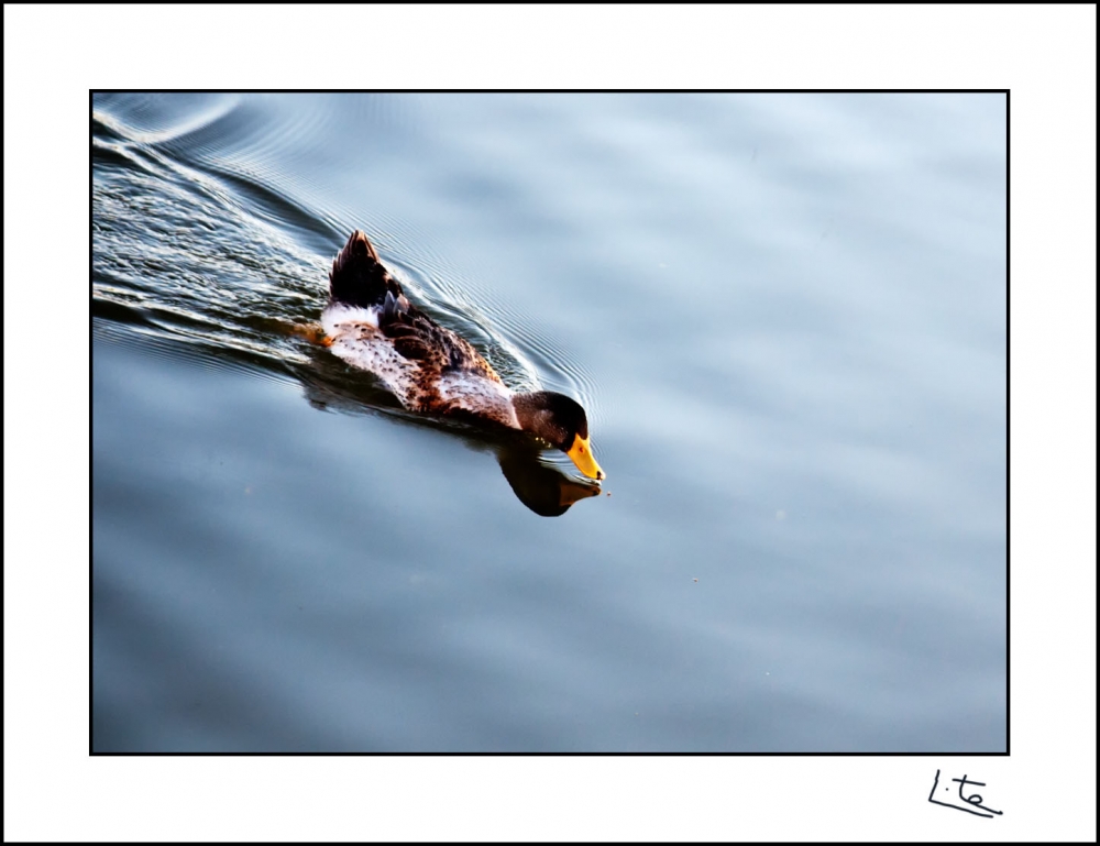 "Rompiendo aguas" de Angel Triana