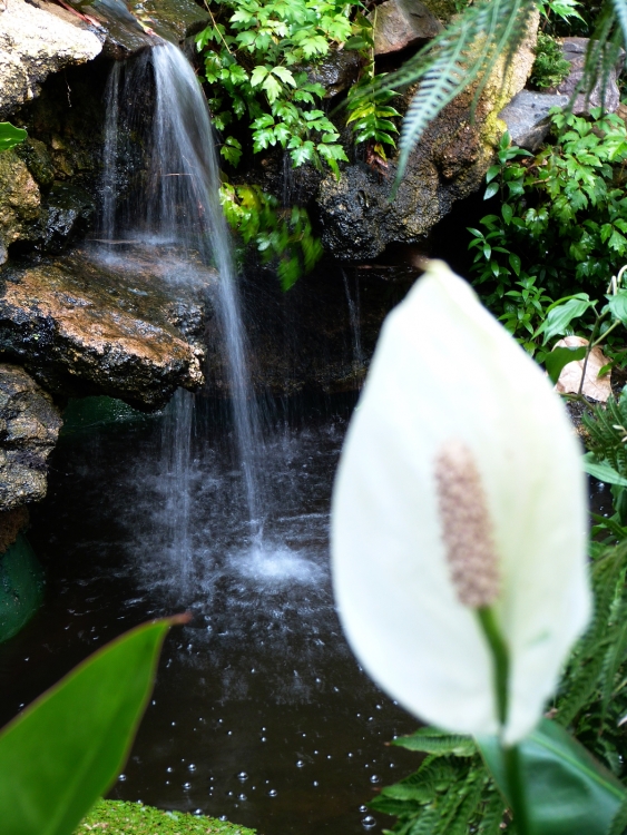 "Pequea Cascada" de Lidia Noemi Olivera