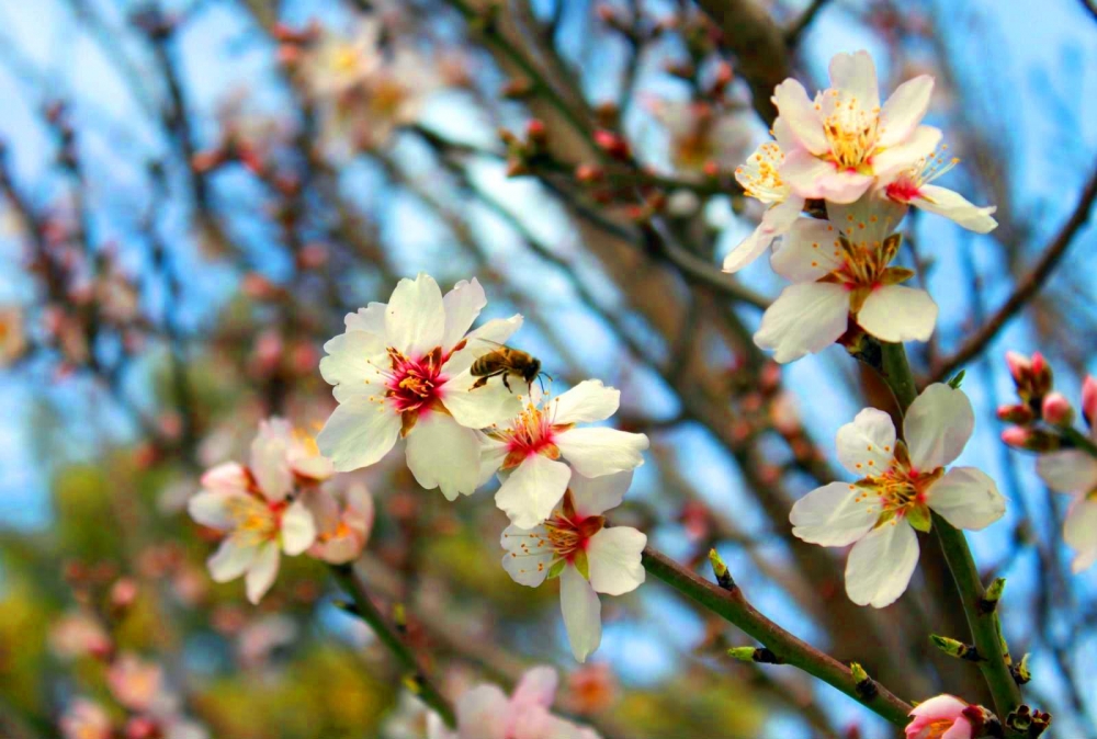 "la abeja y la flor del almendro" de Pascual Navarro