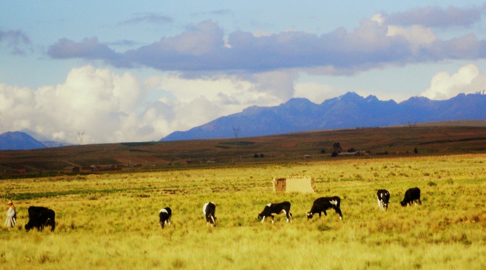 "Altiplano" de Luis Fernando Altuzarra Bustillos