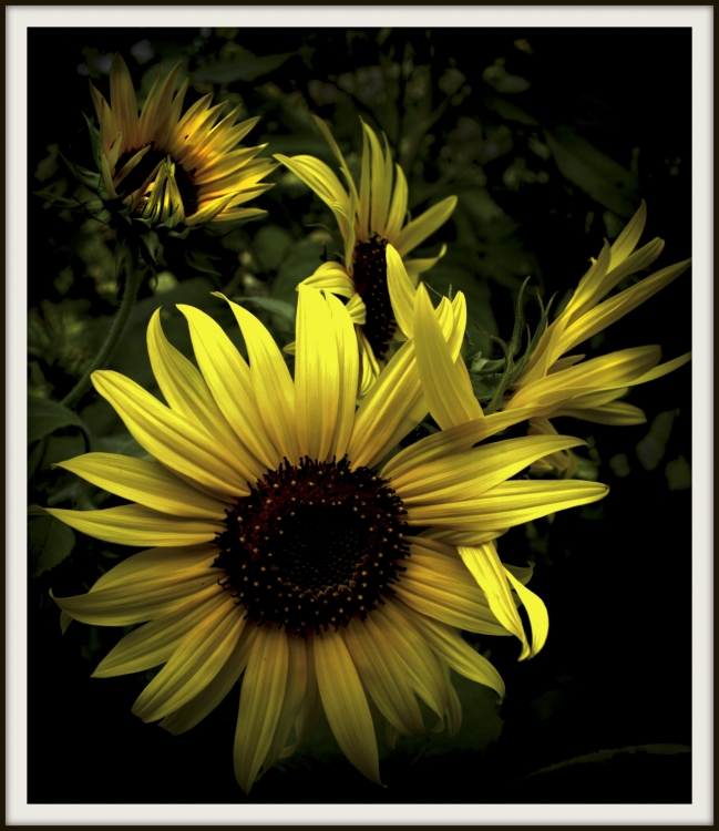 "Girasoles" de Gaston E. Polese