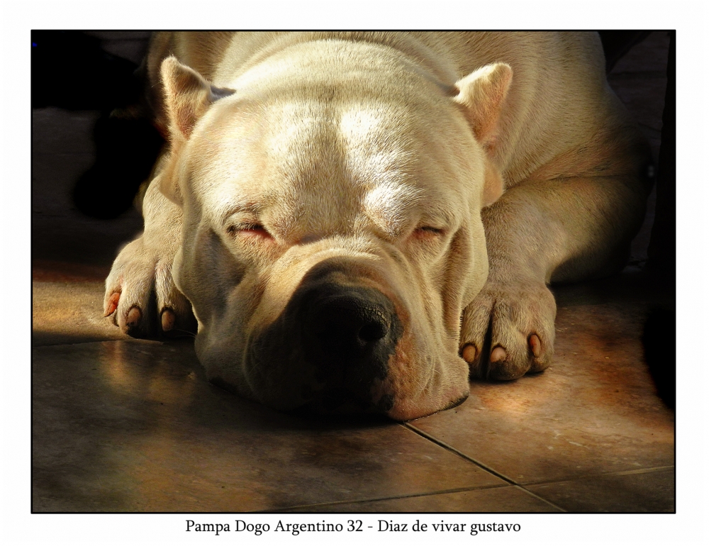 "Pampa dogo Argentino 32 - diaz de vivar" de Gustavo Diaz de Vivar