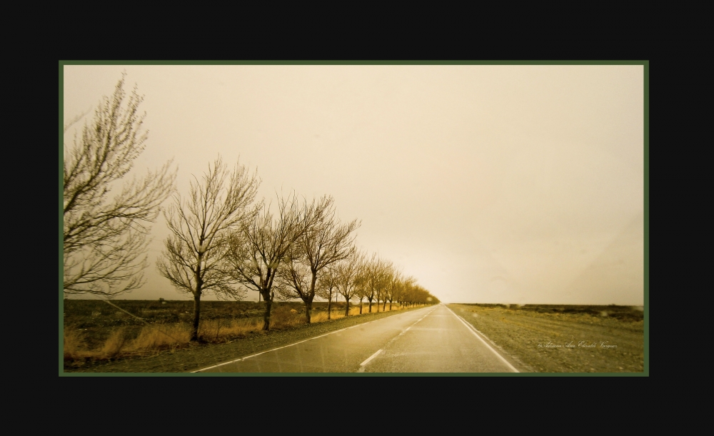 "camino a casa" de Adriana Elizalde