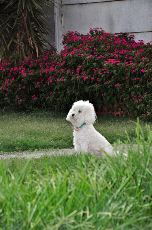 "richie" de Marcelo Alejandro Macaroni