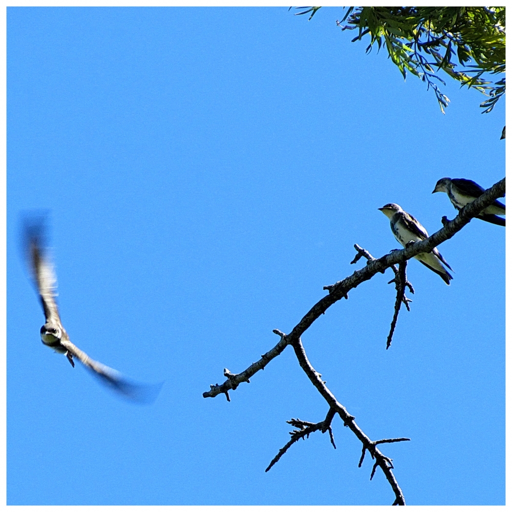 "Papis, miren como vuelo!!!" de Isidro Solrzano