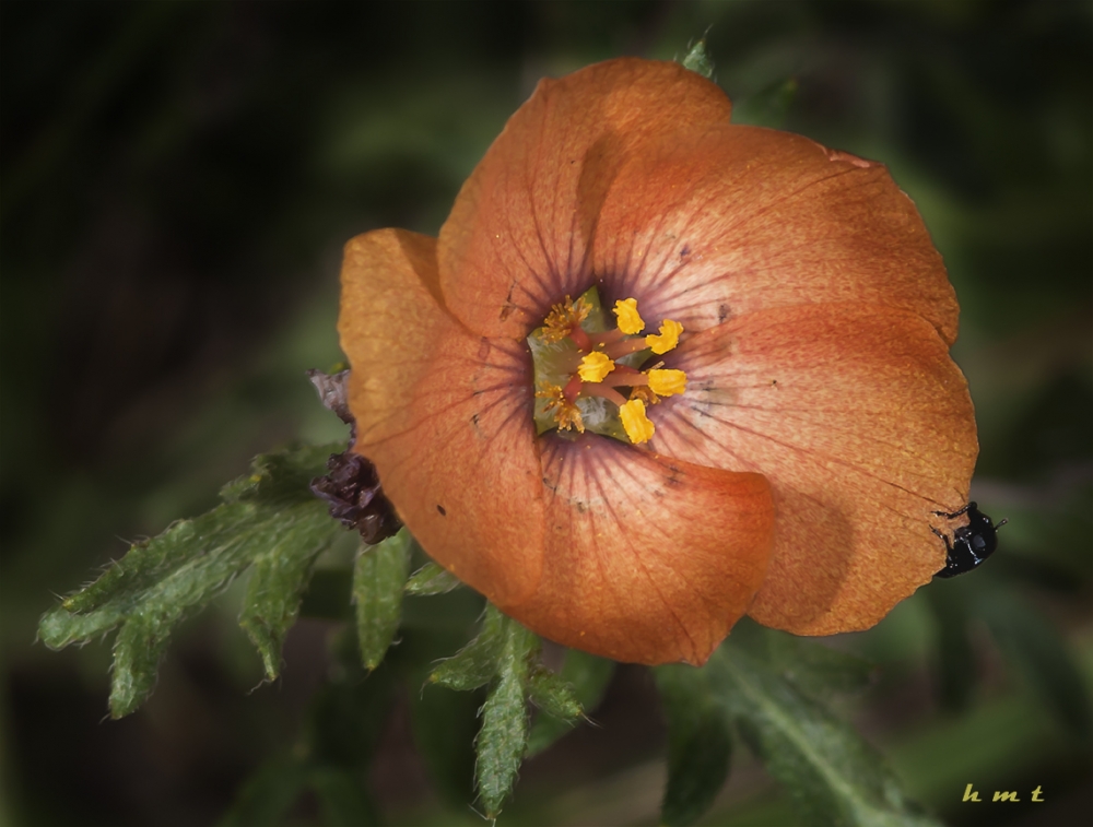 "Florcita" de Hctor Martn Tabuyo