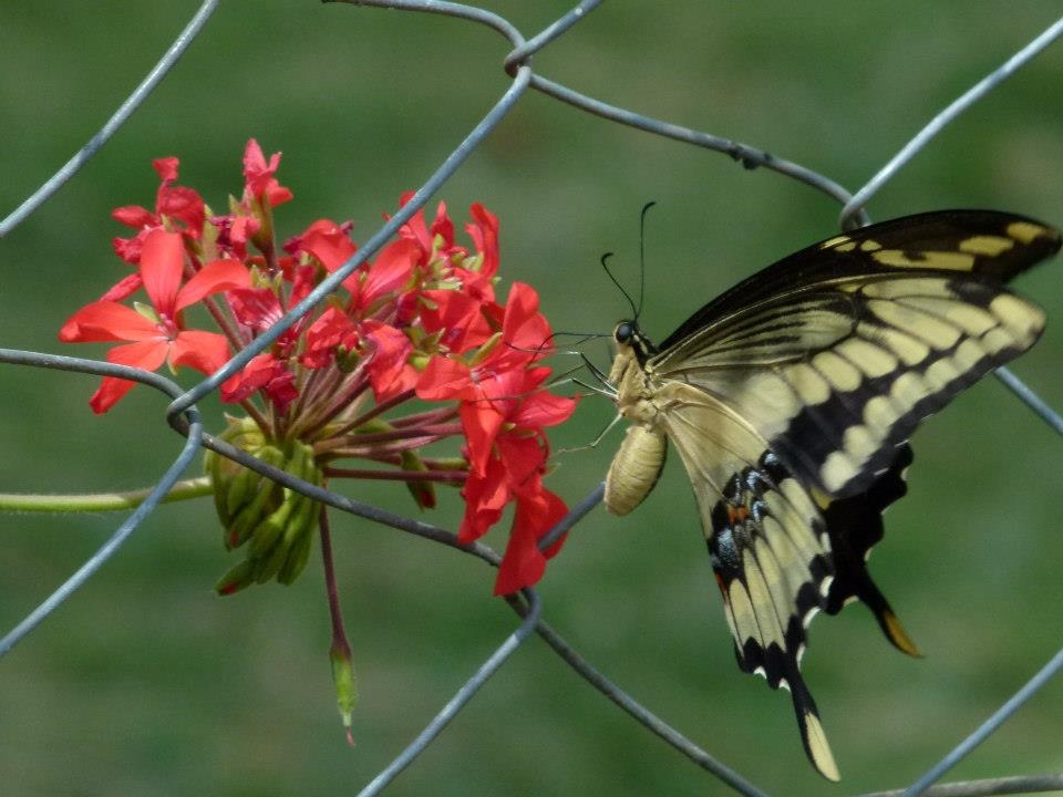 "Limonera" de Susana Hilt